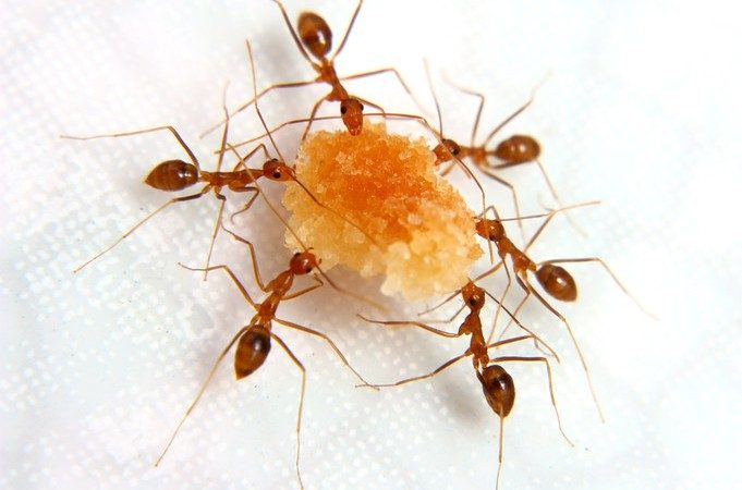 como espantar formigas